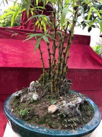 Tác phẩm trúc quân tử