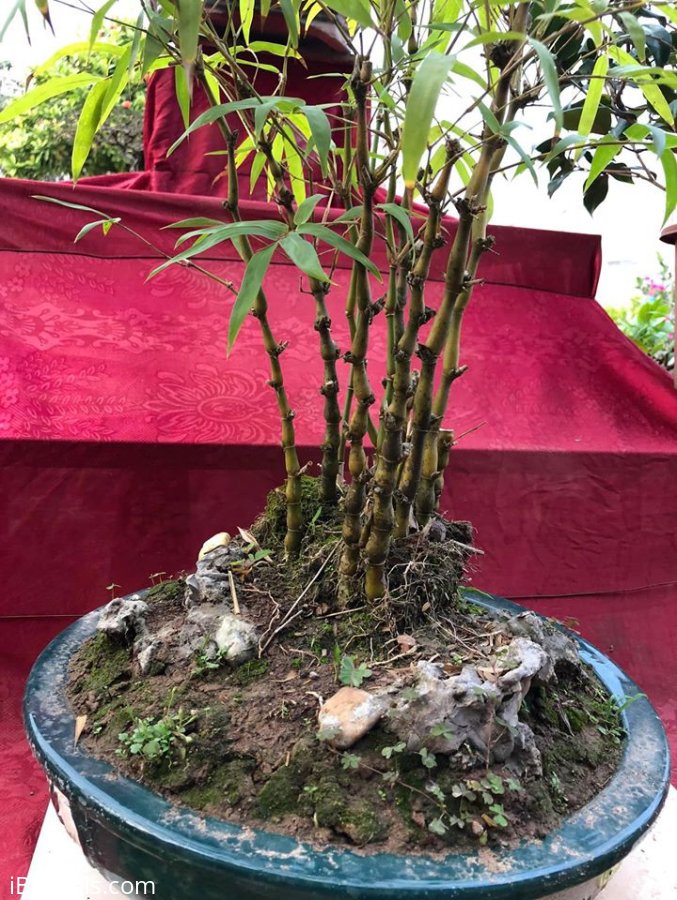 Tác phẩm trúc quân tử