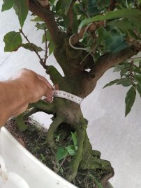 Mai phúc lộc thọ