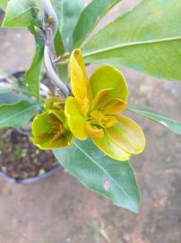 Mai phúc lộc thọ