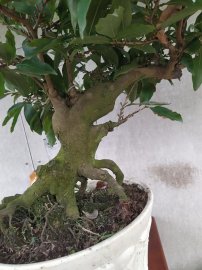 Mai phúc lộc thọ