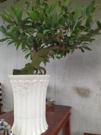 Mai phúc lộc thọ