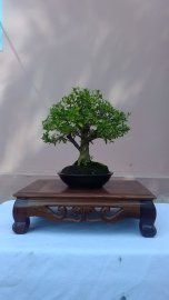 Bạch Tuyết Mai