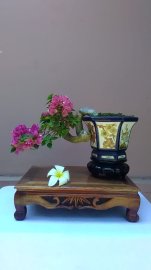 Hoa giấy Mỹ