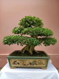 Nguyệt quế lá nhỏ xoắn
