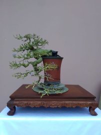 Linh sam thác đổ
