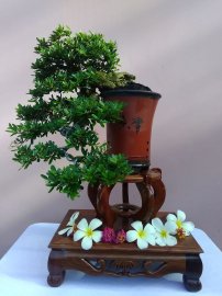 Linh sam thác đổ