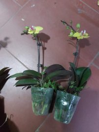 Hồ điệp nhí vàng