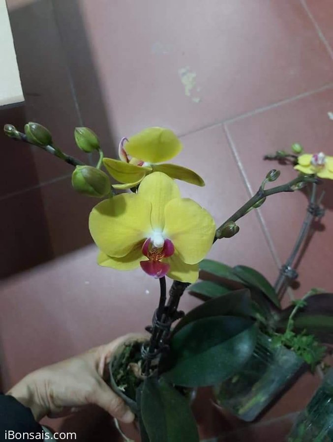 Hồ điệp nhí vàng