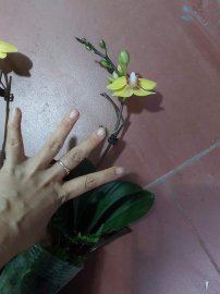 Hồ điệp nhí vàng