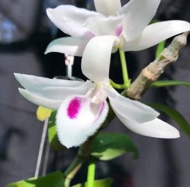 Phi điệp 5 cánh trắng Phú Thọ