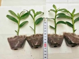 Phi điệp 5 cánh trắng Phú Thọ