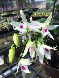 Phi điệp 5 cánh trắng Phú Thọ