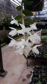 Phi điệp 5 cánh trắng Phú Thọ