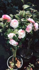 Hoa trà mi hay còn gọi trà cung đình
