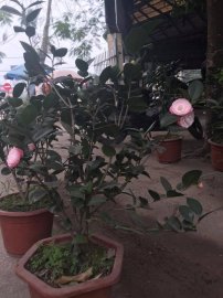 Hoa trà mi hay còn gọi trà cung đình