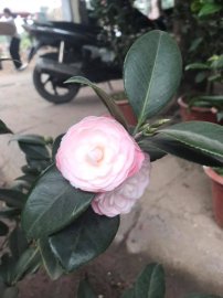 Hoa trà mi hay còn gọi trà cung đình
