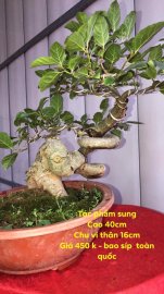 Sung Bonsai