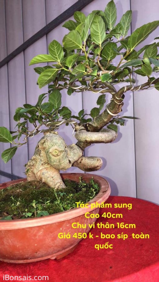 Sung Bonsai