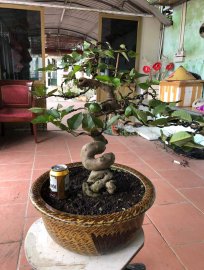 Cây ổi đẹp