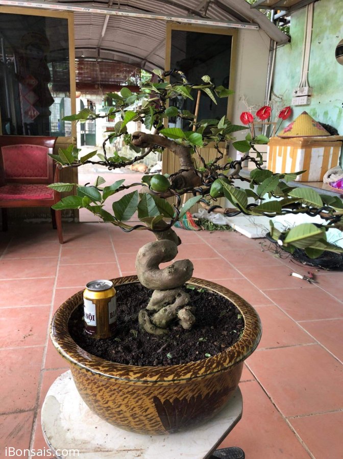 Cây ổi đẹp