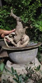 Phôi hoa giấy bình trà cổ