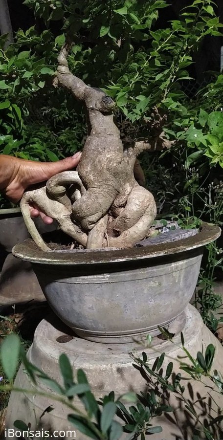 Phôi hoa giấy bình trà cổ