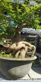 Phôi hoa giấy bình trà cổ