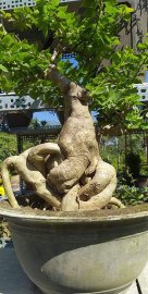 Phôi hoa giấy bình trà cổ