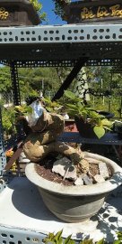 Phôi hoa giấy