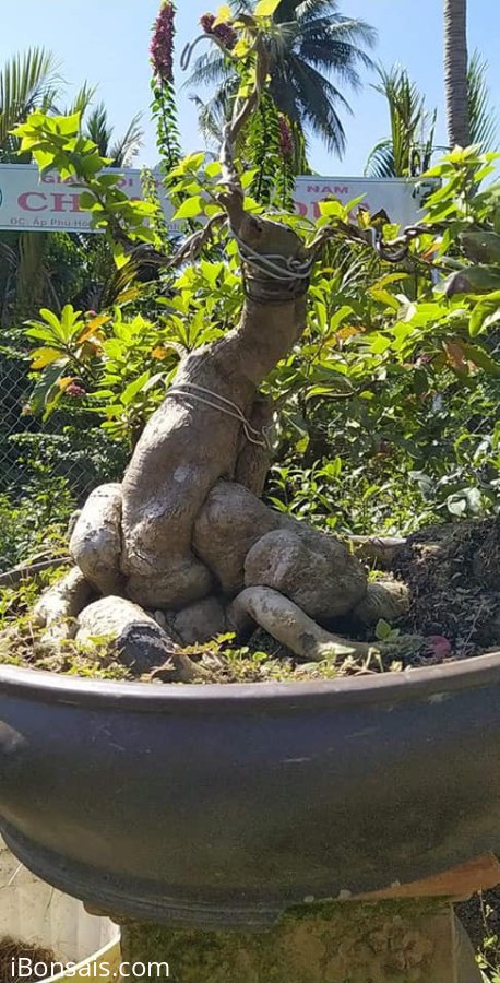 Phôi giấy Mỹ
