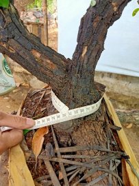 Giao lưu cây cẩm thị sống khỏe mạnh