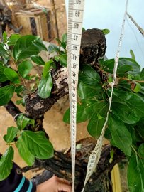 Giao lưu cây cẩm thị sống khỏe mạnh