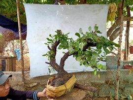 Giao lưu cây cẩm thị sống khỏe mạnh