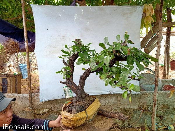 Giao lưu cây cẩm thị sống khỏe mạnh