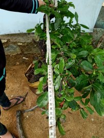 Giao lưu cây cẩm thị sống khỏe mạnh