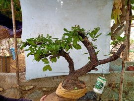Giao lưu cây cẩm thị sống khỏe mạnh