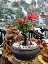 Trang sen rễ nôm
