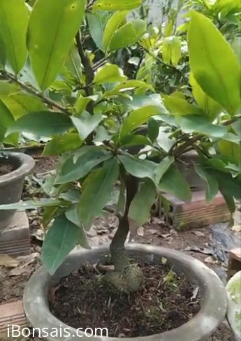 Cặp mai vàng mini chơi tết, 450k bao ship