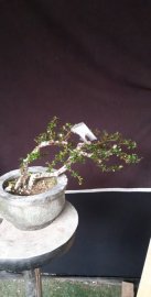 Sam núi gửi tặng vườn cộng đồng