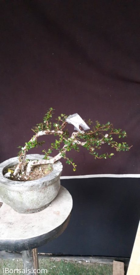 Sam núi gửi tặng vườn cộng đồng