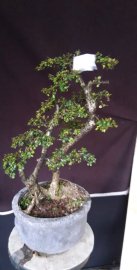 Sam núi gửi tặng vườn cộng đồng