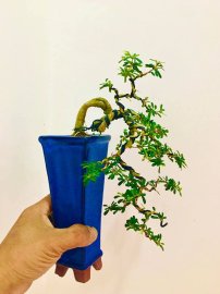 Cây mini thác đổ xinh xắn