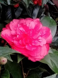 Hoa Hồng Trà