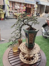 Cà Phê Bonsai