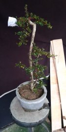 Sam núi vườn cộng đồng