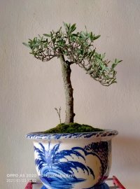 Hai cây Trang đỏ lá nhỏ được vườn cộng đồng chia sẻ