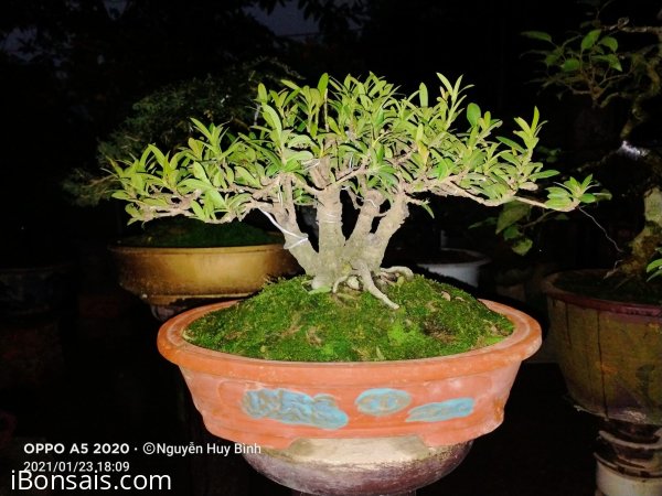 Hai cây Trang đỏ lá nhỏ được vườn cộng đồng chia sẻ