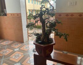 Trà phúc kiến