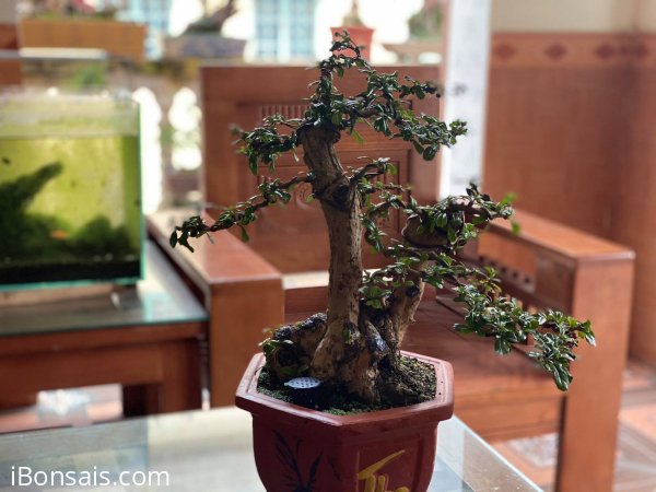 Trà phúc kiến